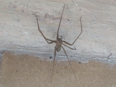 Loxosceles rufescens