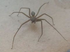 Loxosceles rufescens
