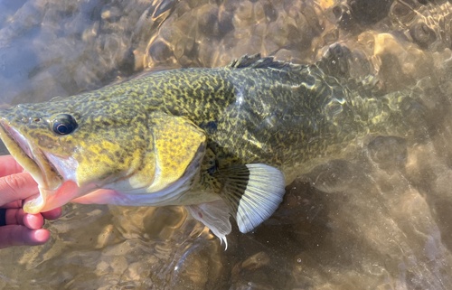 Murray Cod
