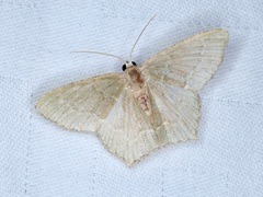 Hemithea tritonaria