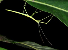 Huananphasma amicum