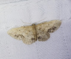 Idaea chotaria
