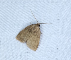 Anachrostis