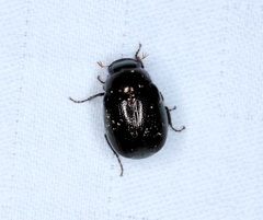 Apogonia cribricollis
