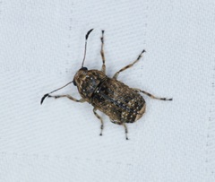 Phloeobius gibbosus