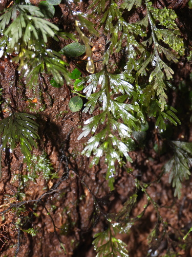 Polyphlebium diaphanum observed 2026-04-11