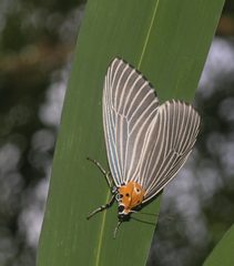 Aganainae