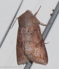 Orthodes cynica