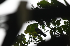 Patagioenas goodsoni