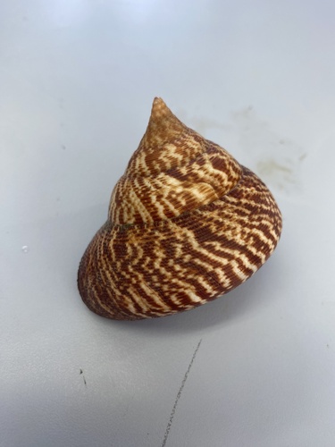 Calliostoma tigris, 2026-04-24