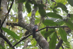 Trogon mesurus