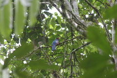 Trogon mesurus