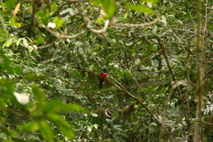 Trogon mesurus