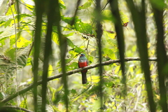 Trogon mesurus