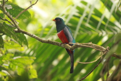 Trogon mesurus