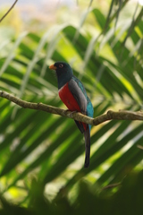 Trogon mesurus