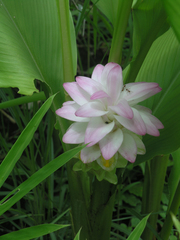 Curcuma petiolata