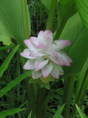 Curcuma petiolata