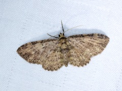 Pseudocollix hyperythra