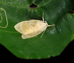 Schistophleps bipuncta