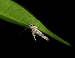 Stathmopoda stimulata