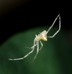 Thwaitesia margaritifera