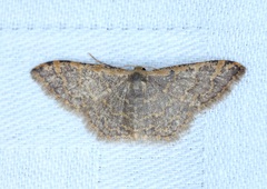 Idaea costiguttata
