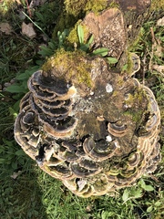 Trametes versicolor