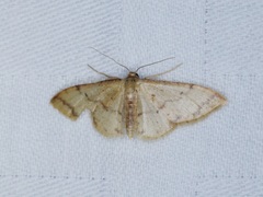 Idaea impexa