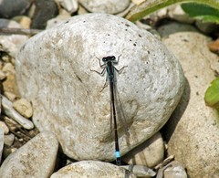 Ischnura elegans elegans