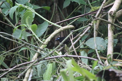 Hafferia zeledoni