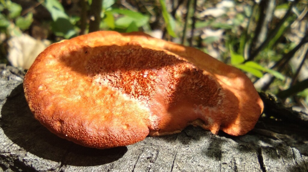 Trametes cinnabarina · April 2026 · photo: © swords (iNaturalist, cc0)