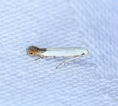 Proleucoptera