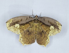 Pareumelea eugeniata