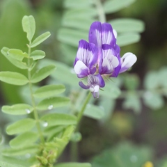 Astragalus leptocarpus