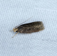 Pexicopia melitolicna