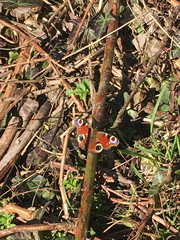 Aglais io
