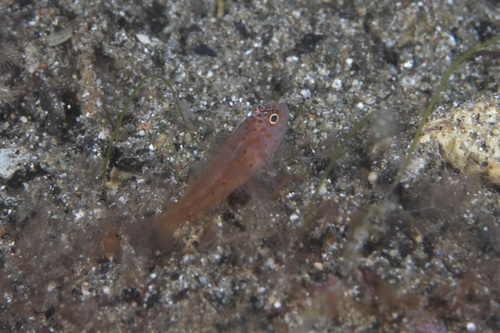 Trimma halonevum observed 2026-04-20