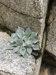 Dudleya cymosa pumila
