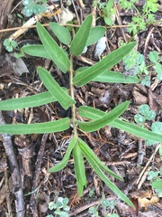 Asclepias asperula