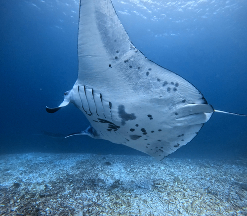 Mobula alfredi