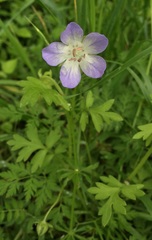 Nemophila phacelioides