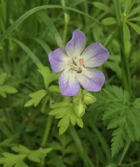 Nemophila phacelioides