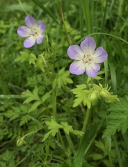 Nemophila phacelioides