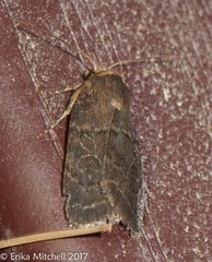 Orthodes cynica