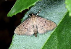 Omiodes tristrialis