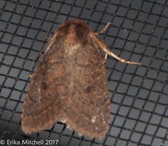 Protorthodes oviduca