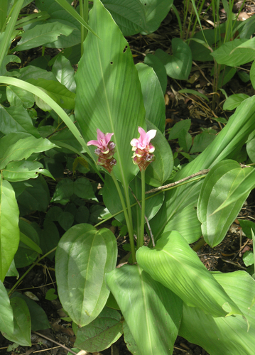 Curcuma rhabdota