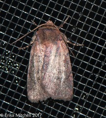 Protorthodes oviduca