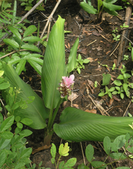 Curcuma rhabdota, photograph (c) Oleg Kosterin, some rights reserved (CC BY)